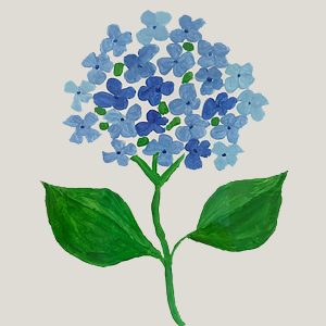 Hydrangea