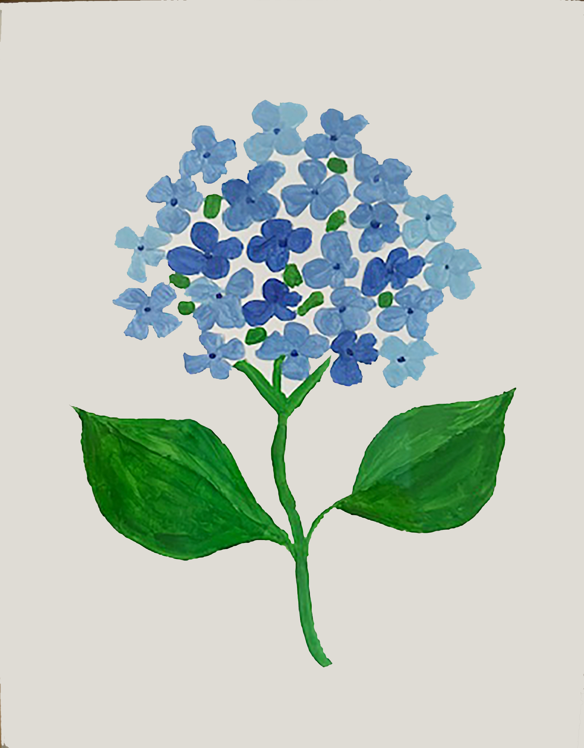 Hydrangea